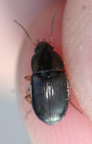 Amara sp.